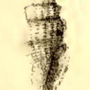Image of Kermia caletria (Melvill & Standen 1896)