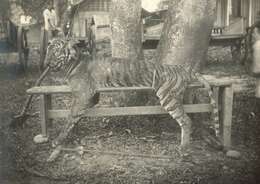 Sumatra kaplanı resmi