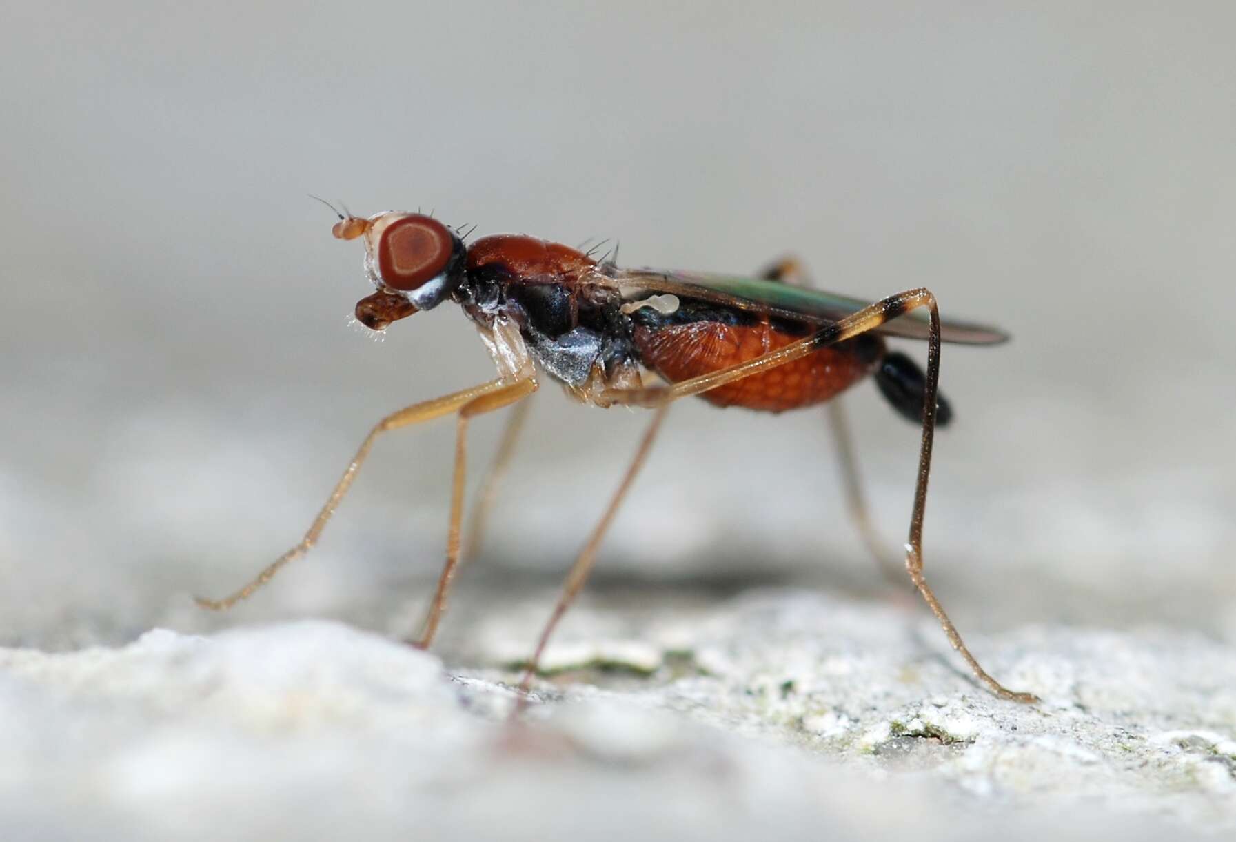 Image of stilt-legged flies