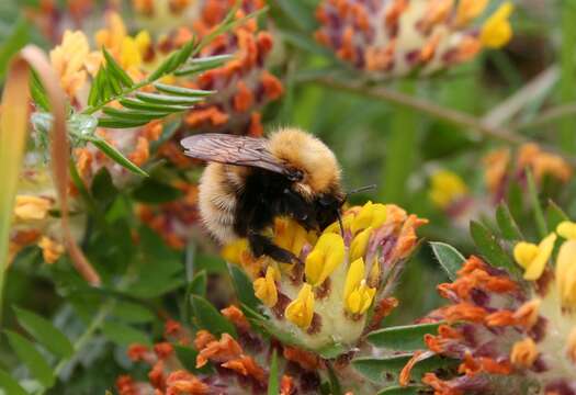 Image of Bombus muscorum (Linnaeus 1758)