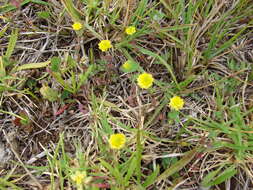 Image of field clover