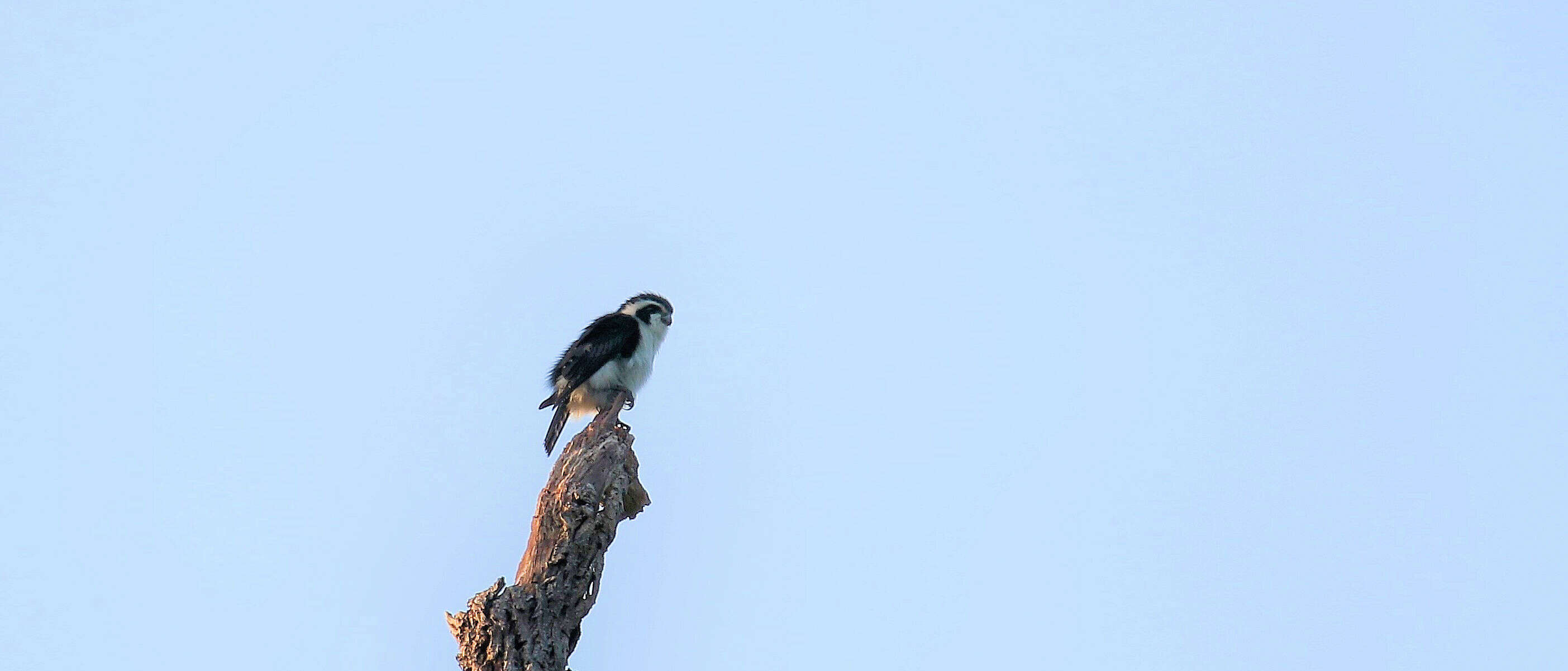 Image of Pied Falconet
