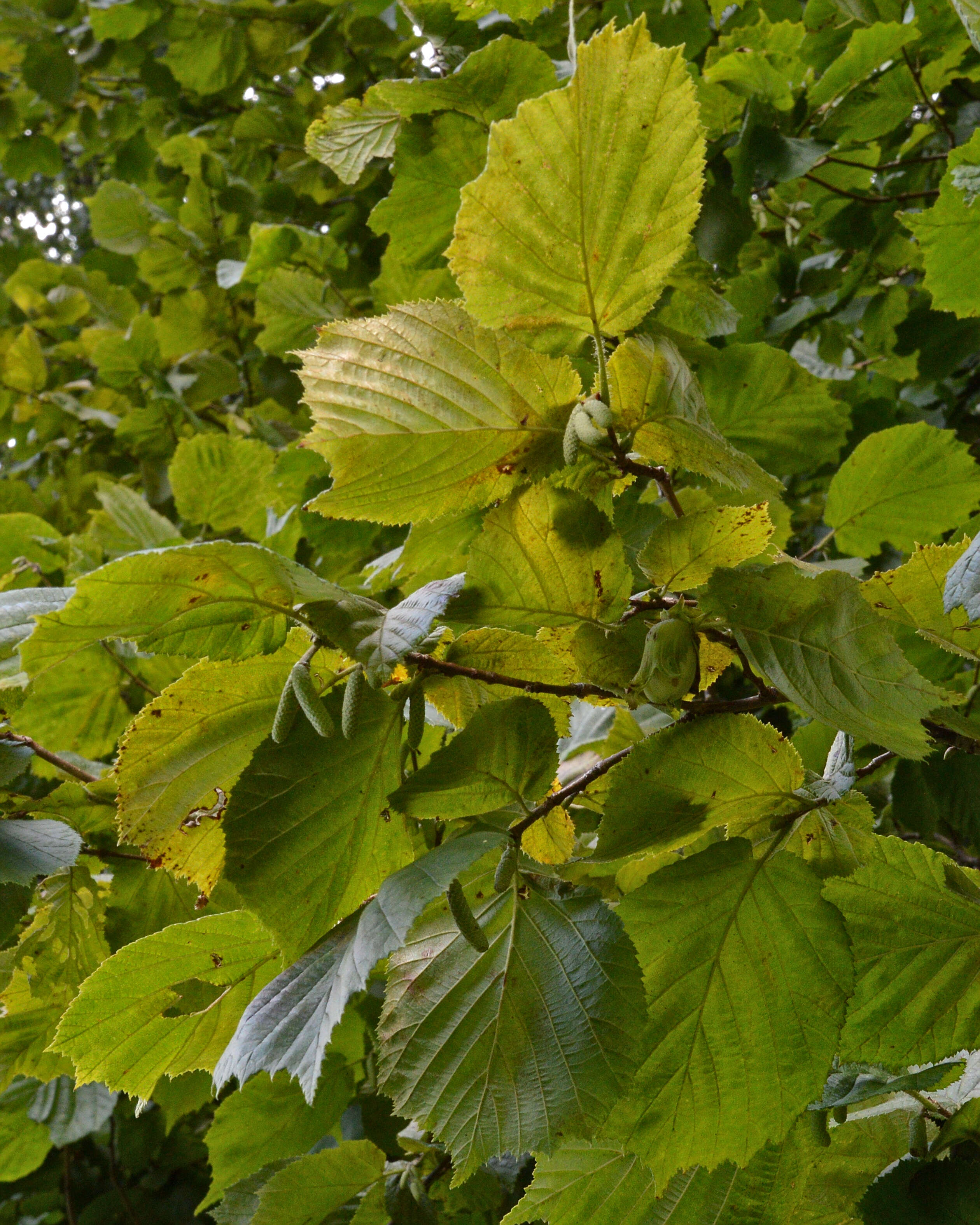 Image of Cobnut