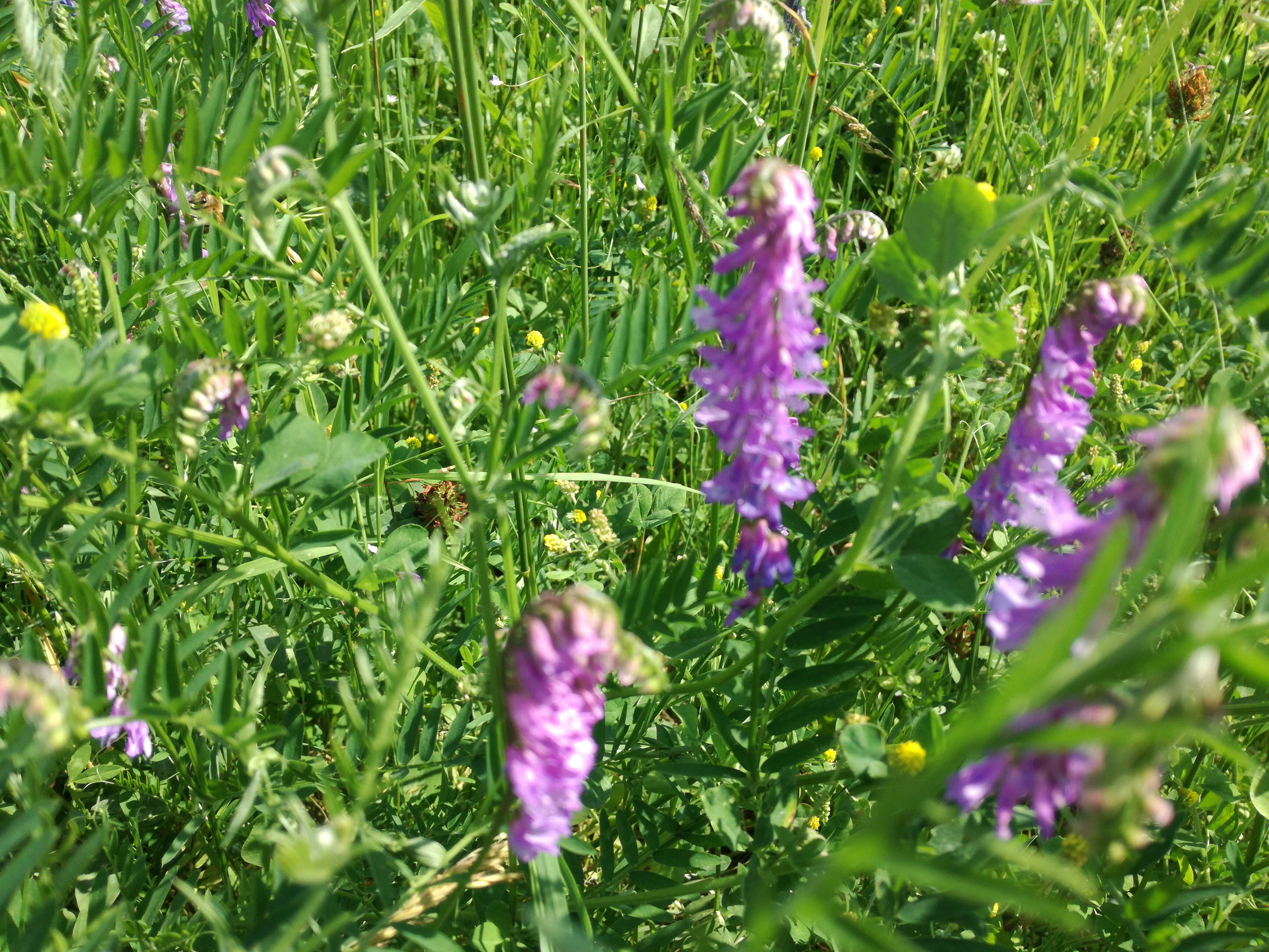 Image of bird vetch