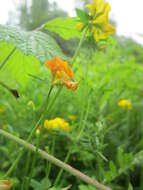 Image of Common Bird's-foot-trefoil