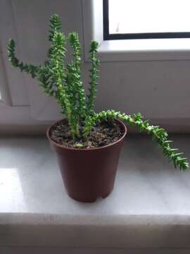 Image of Crassula muscosa L.