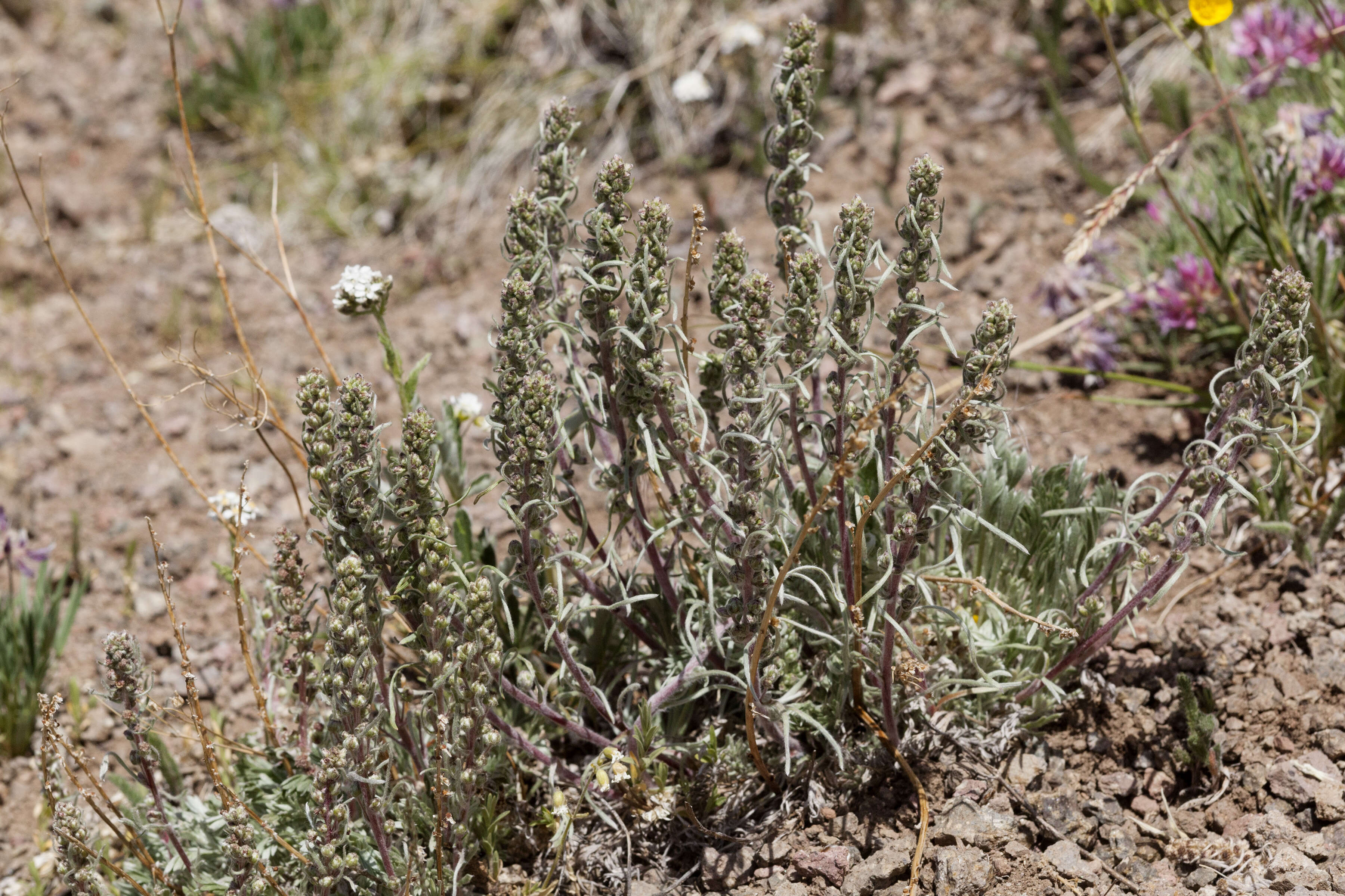 Image of field sagewort