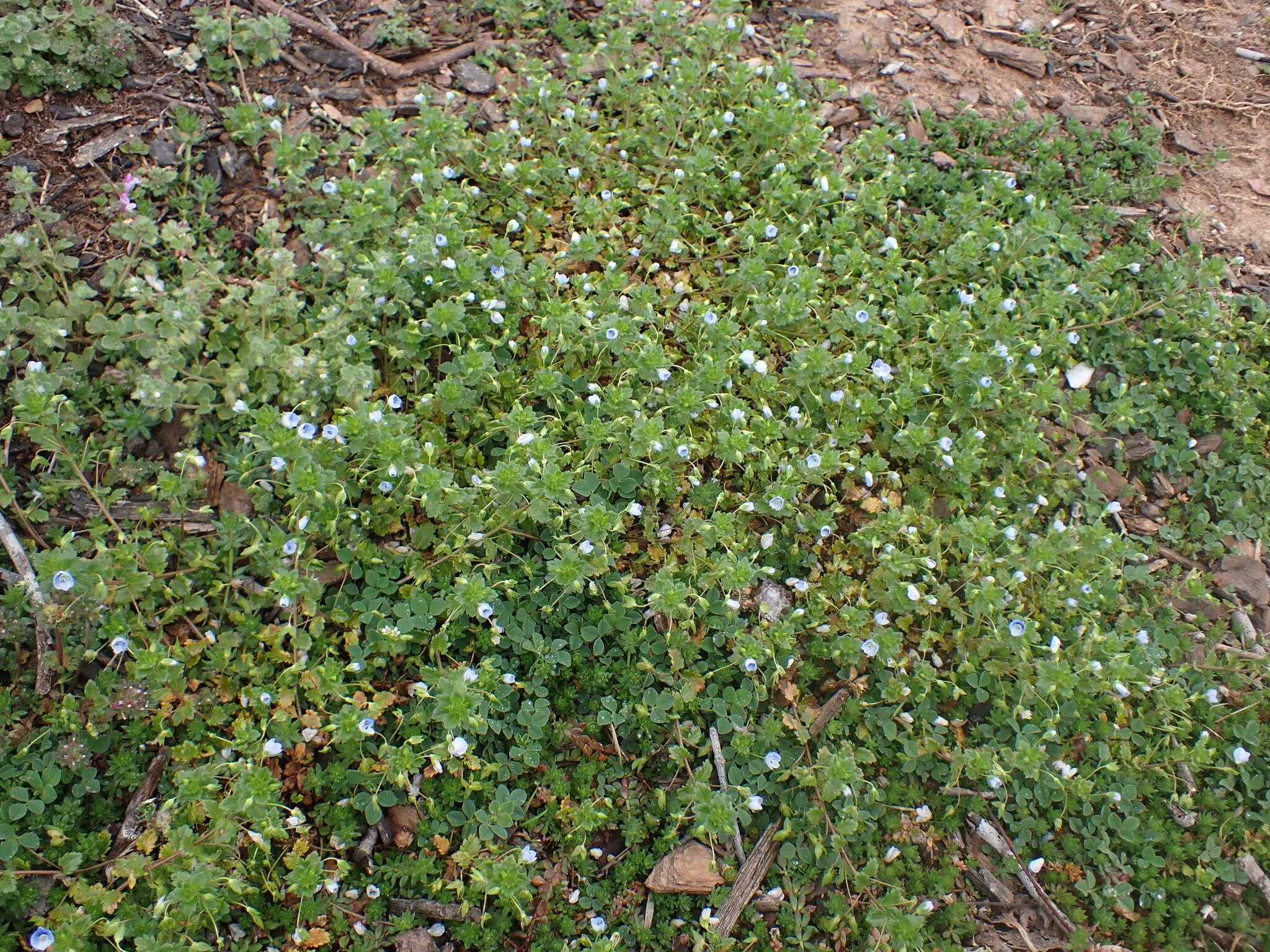 Image of birdeye speedwell