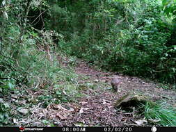 Image of Mexican Cottontail