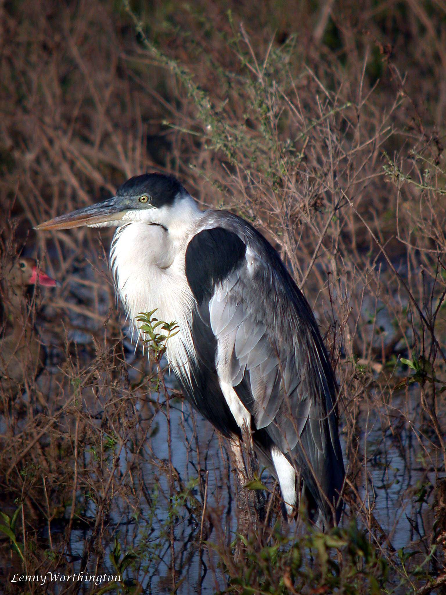 Image of Cocoi Heron