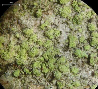 Image of biatora lichen