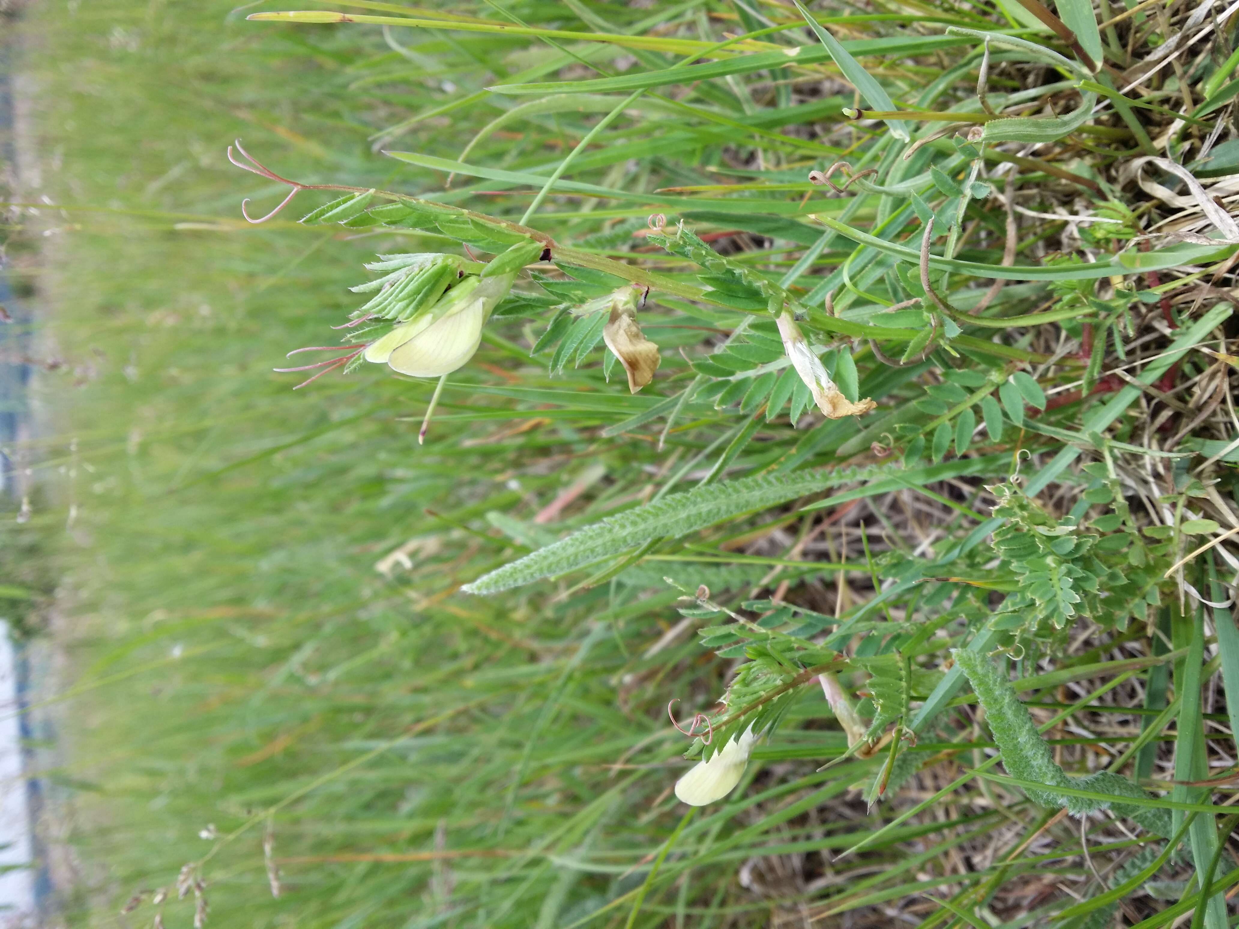 Image of smooth yellow vetch