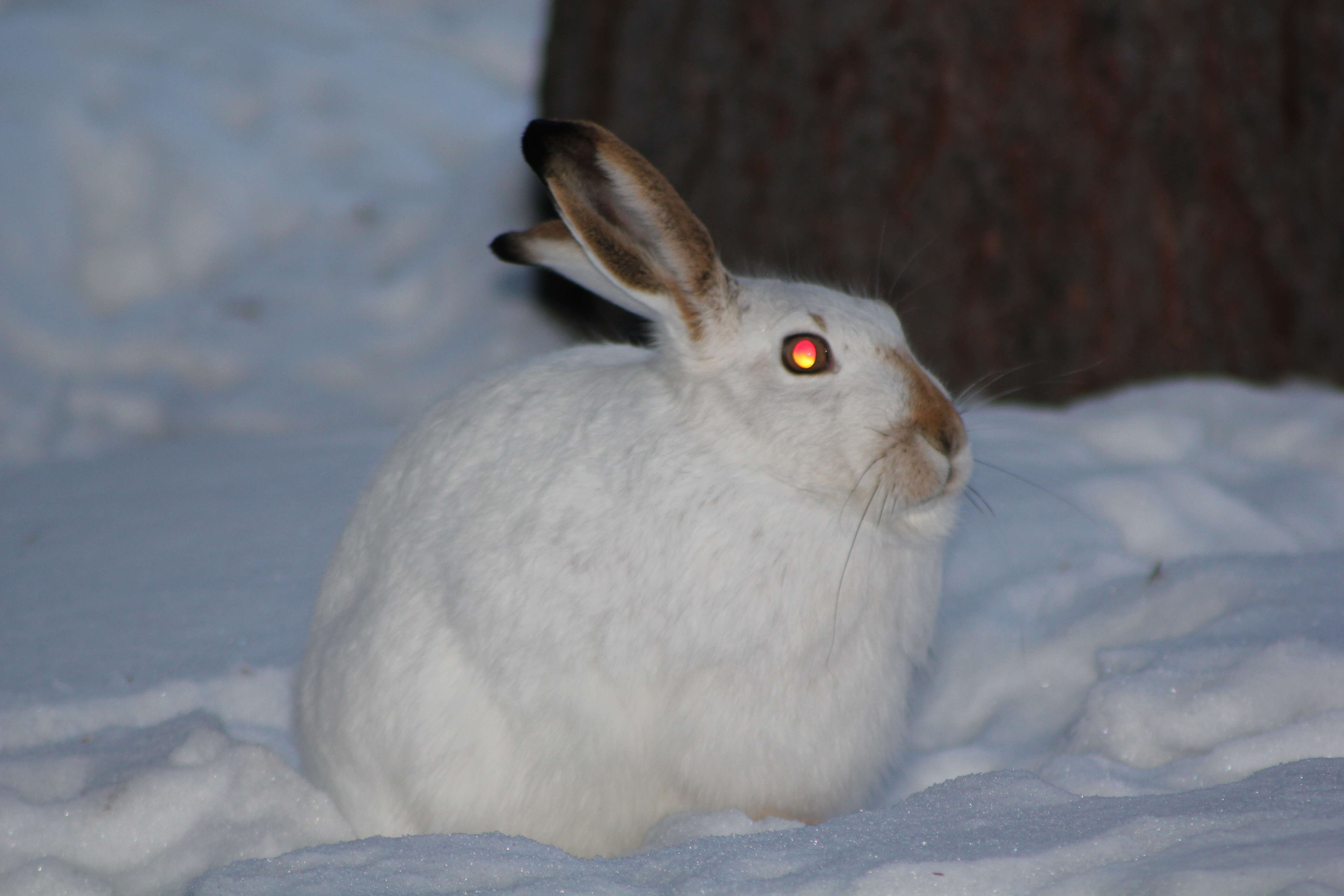 Lepus townsendii Bachman 1839 resmi