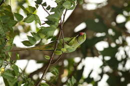 Image of Ring-necked Parakeet