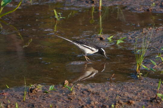 Image of White-browed Wagtail