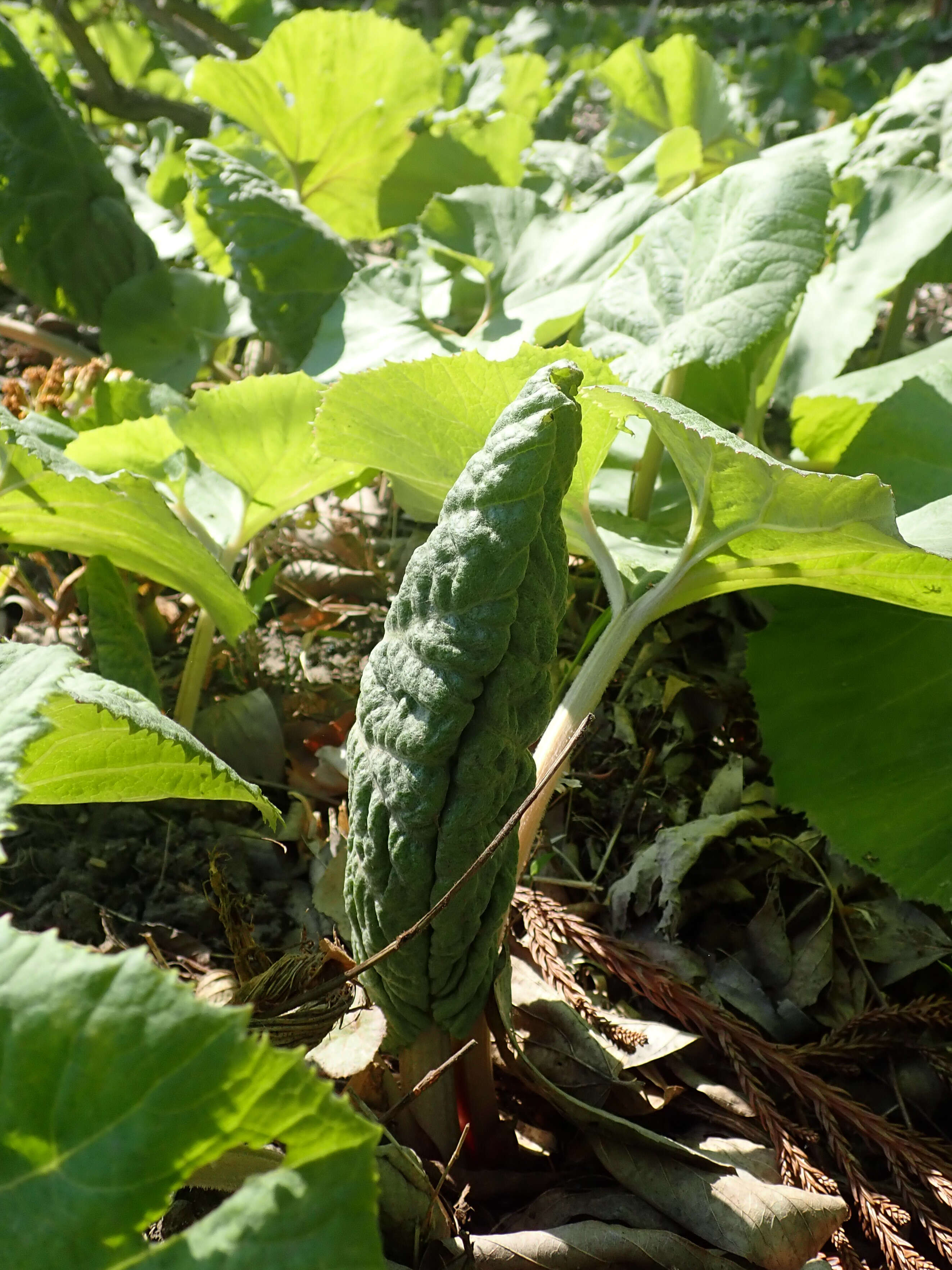 Image of Bog rhubarb