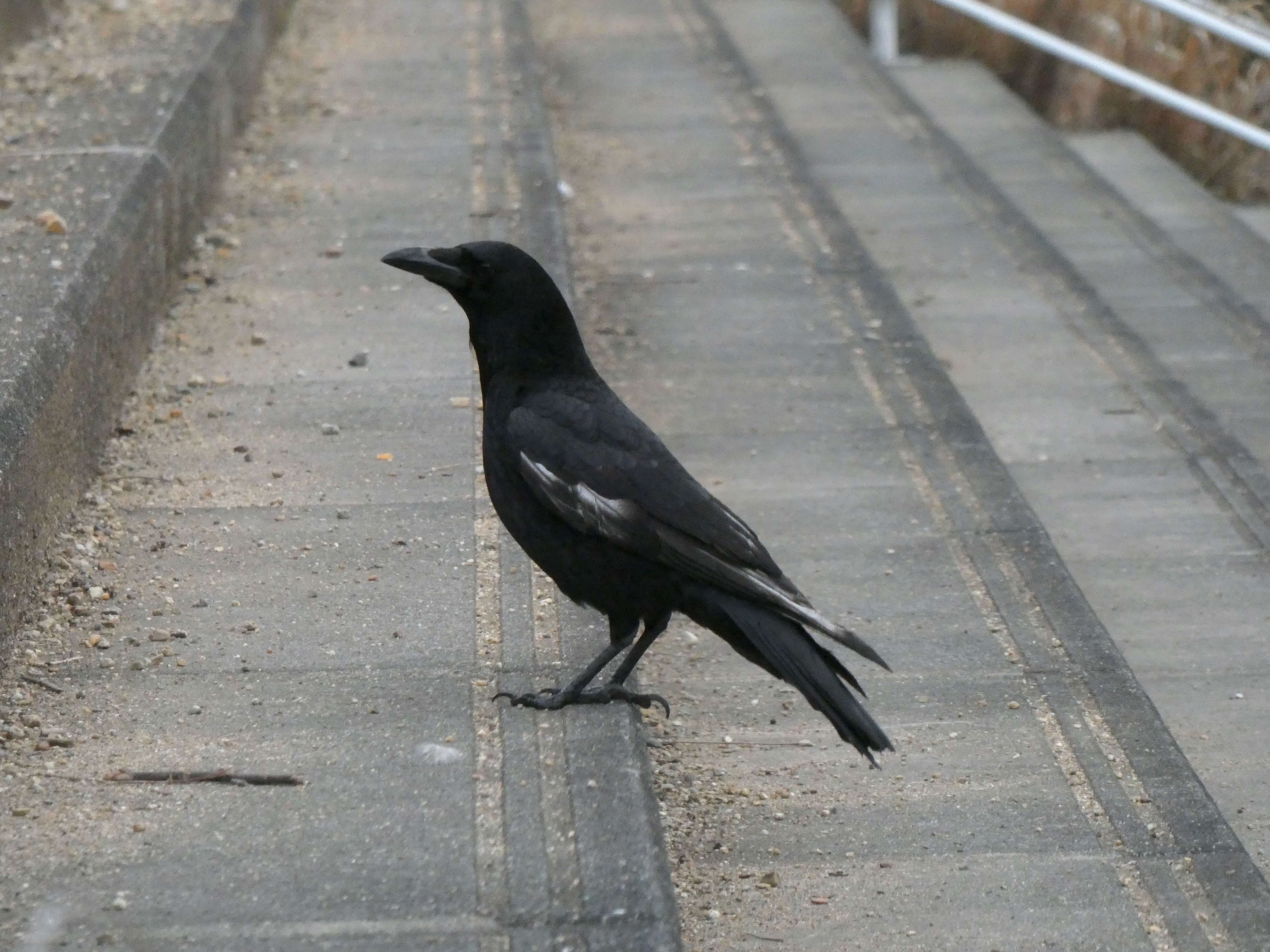 Image of Eastern Carrion Crow