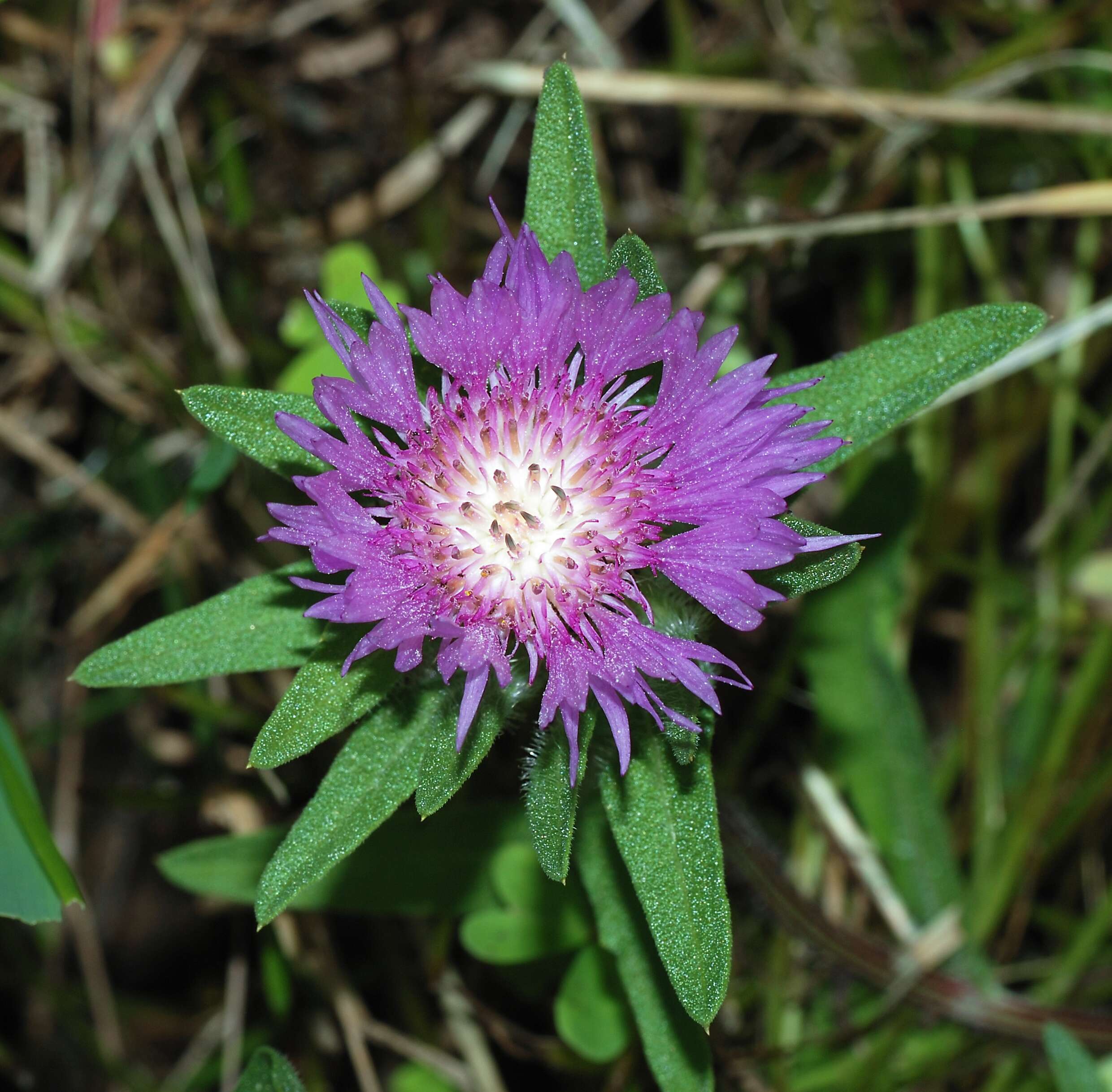 Imagem de Stokesia