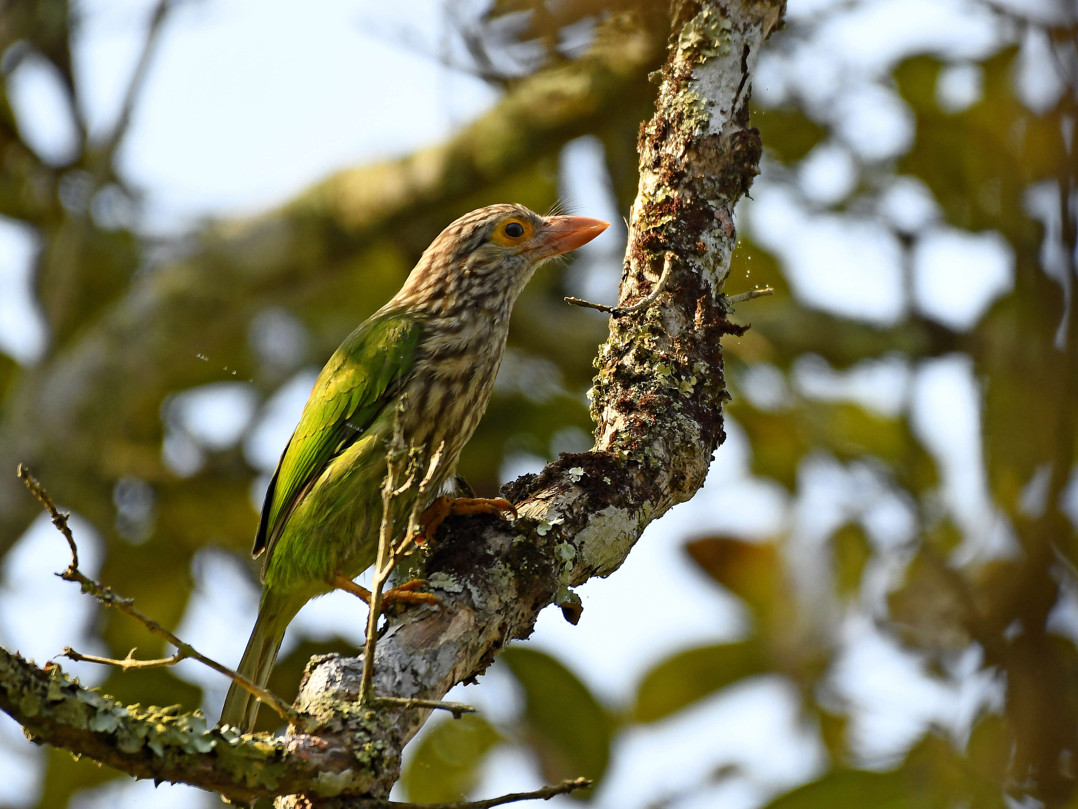 Psilopogon lineatus (Vieillot 1816) resmi