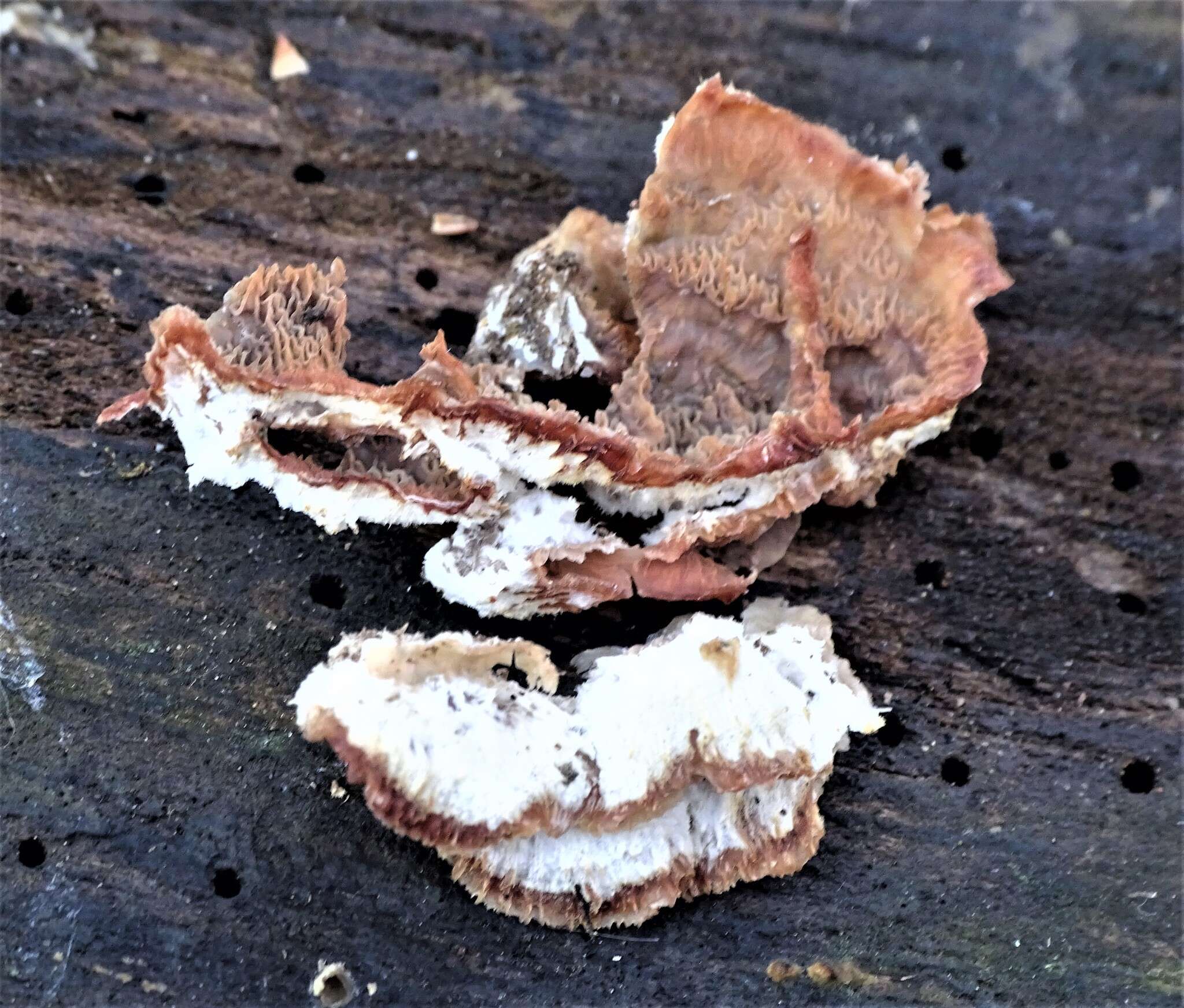 Image of Phlebia tremellosa (Schrad.) Nakasone & Burds. 1984