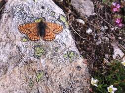 Image of Euphydryas cynthia