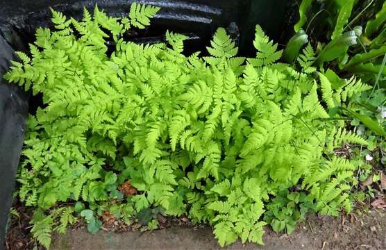 Слика од Gymnocarpium dryopteris (L.) Newm.