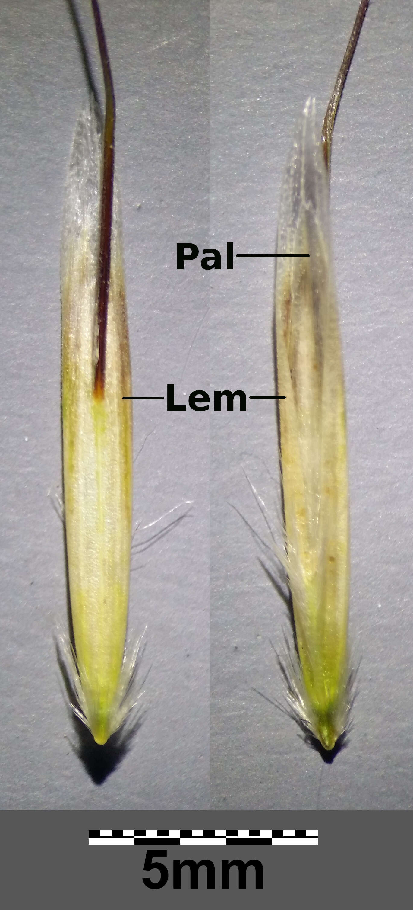 Image of Helictochloa pratensis (L.) Romero Zarco