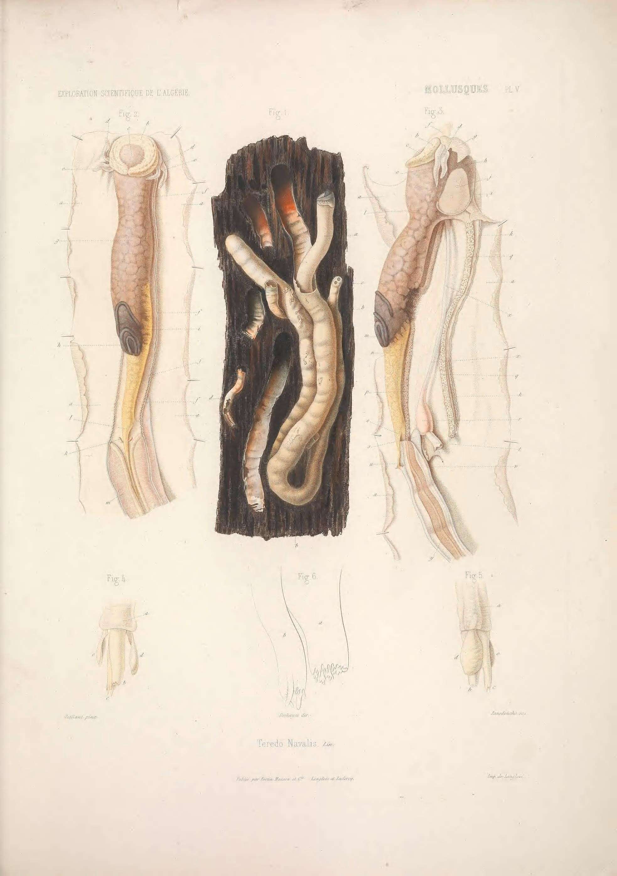 Image of Teredo Linnaeus 1758