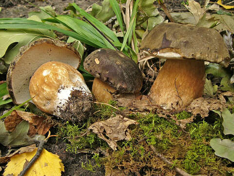 Image of Boletus aereus Bull. 1789