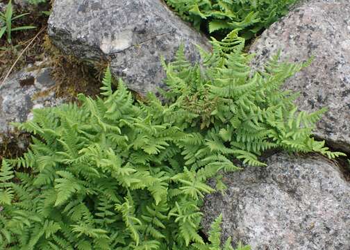 Image of scented oakfern