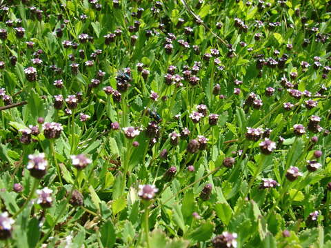 Plancia ëd Phyla nodiflora (L.) Greene