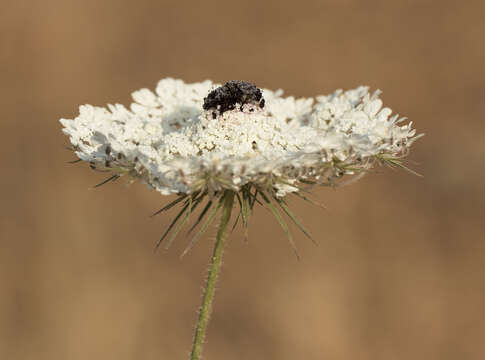 Image of Queen Anne's lace