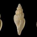 Image of Mangelia coplicata