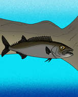 Image of snake mackerels
