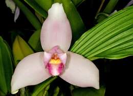 Image of Orchid