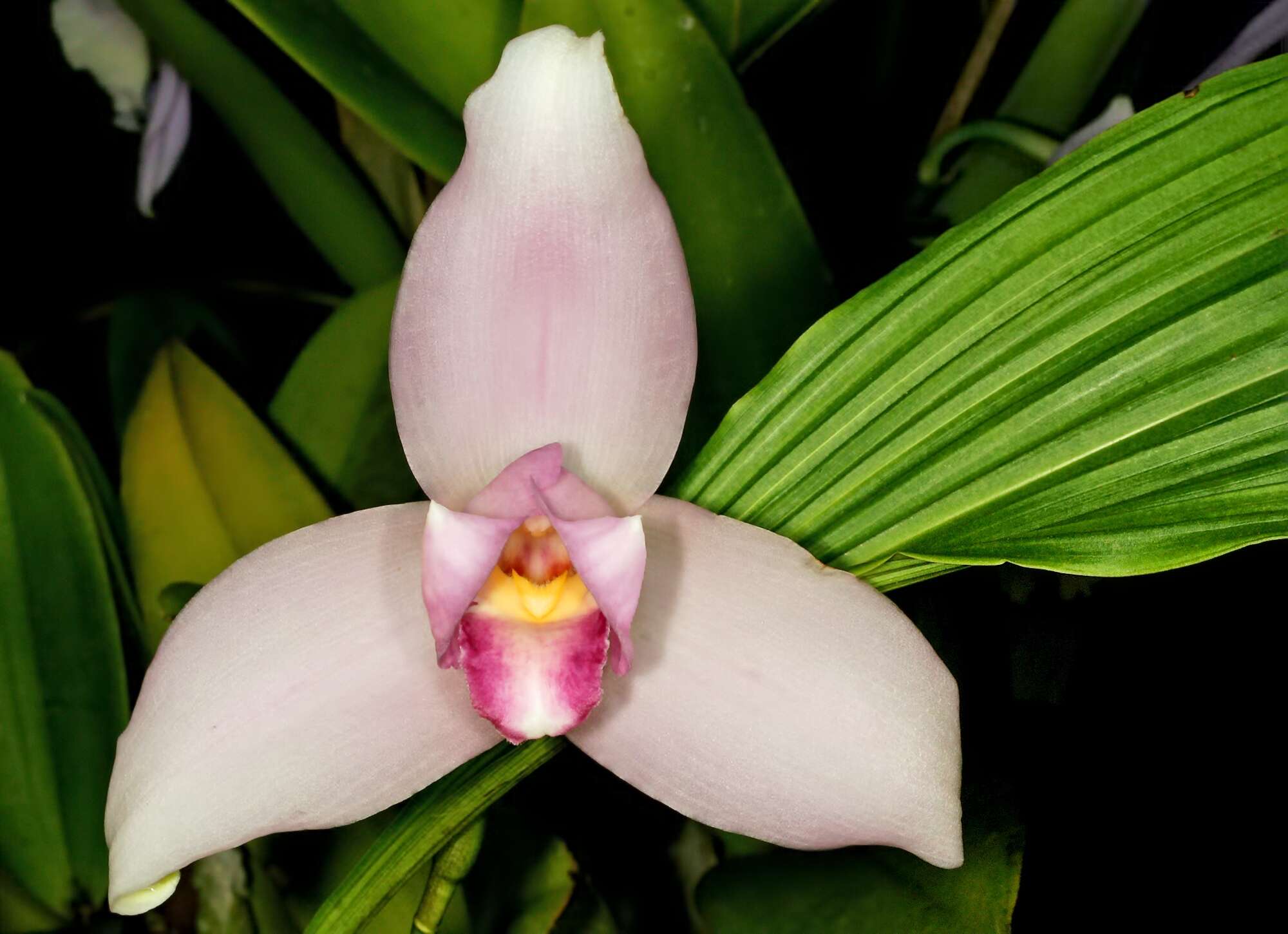 Imagem de Lycaste virginalis (Scheidw.) Linden