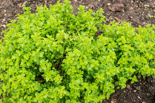 Image of Lesser calamint