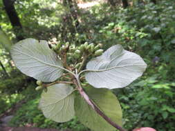 Image de Viburnum cotinifolium D. Don