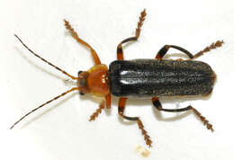 Image of Cantharis livida