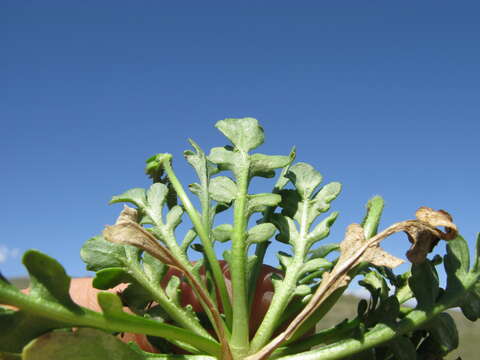 Image of Goodenia pinnatifida Schltdl.