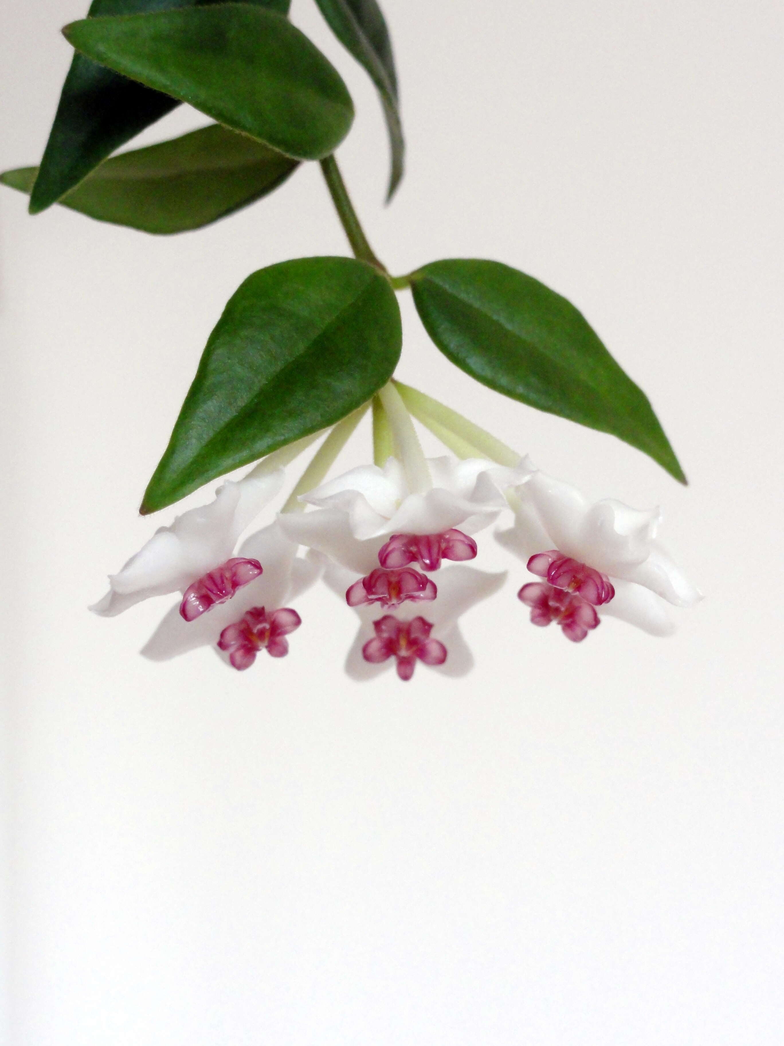 Image of Hoya lanceolata subsp. bella (Hook.) D. H. Kent