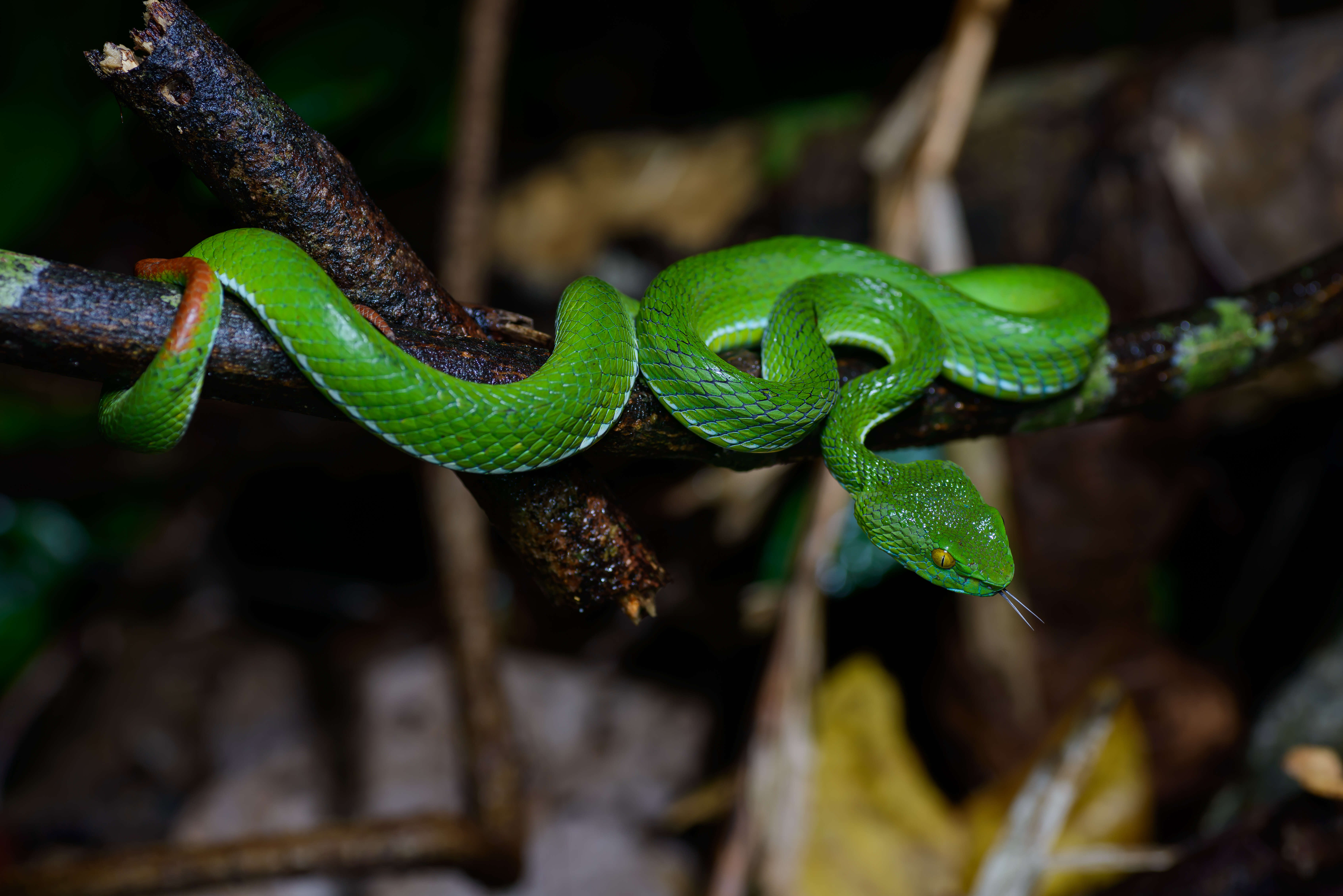 Image of Cardamom Mountains Green Pitviper