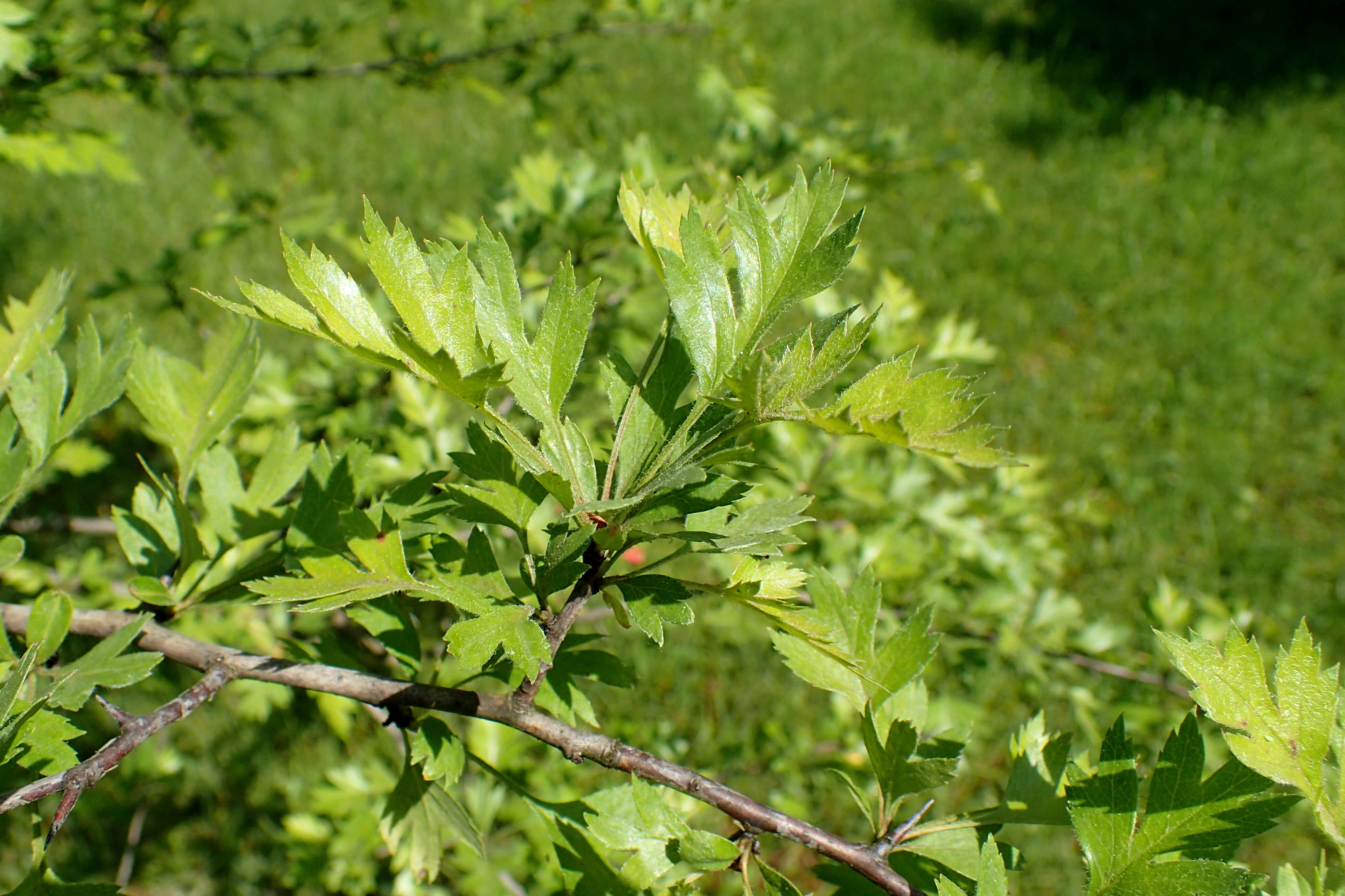 Image of Crataegus microphylla C. Koch