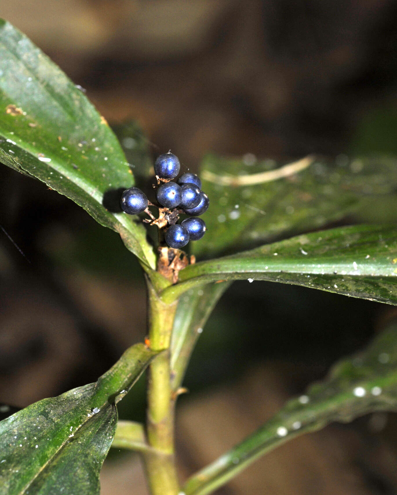 Image of marble berry