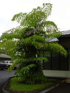 Image of Burmese fishtail palm