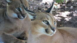 Image of Caracals