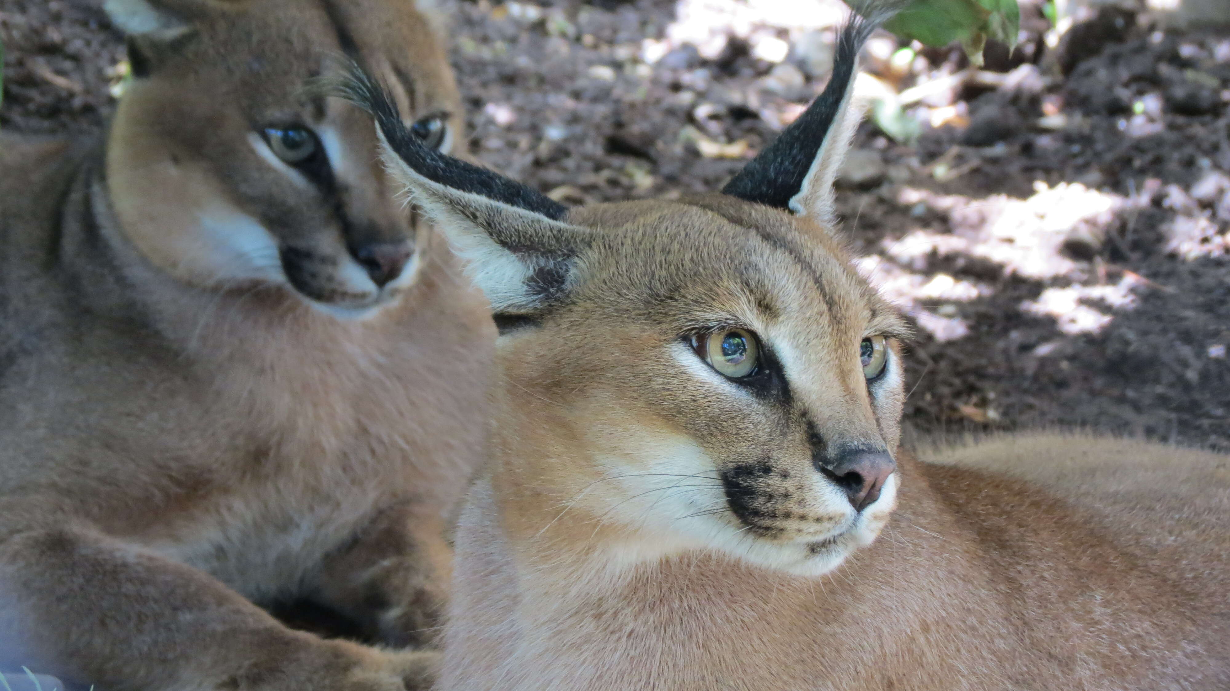 Image of Caracals