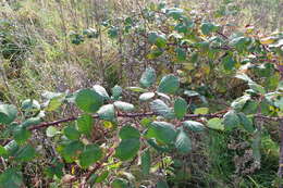 Image of Himalayan blackberry