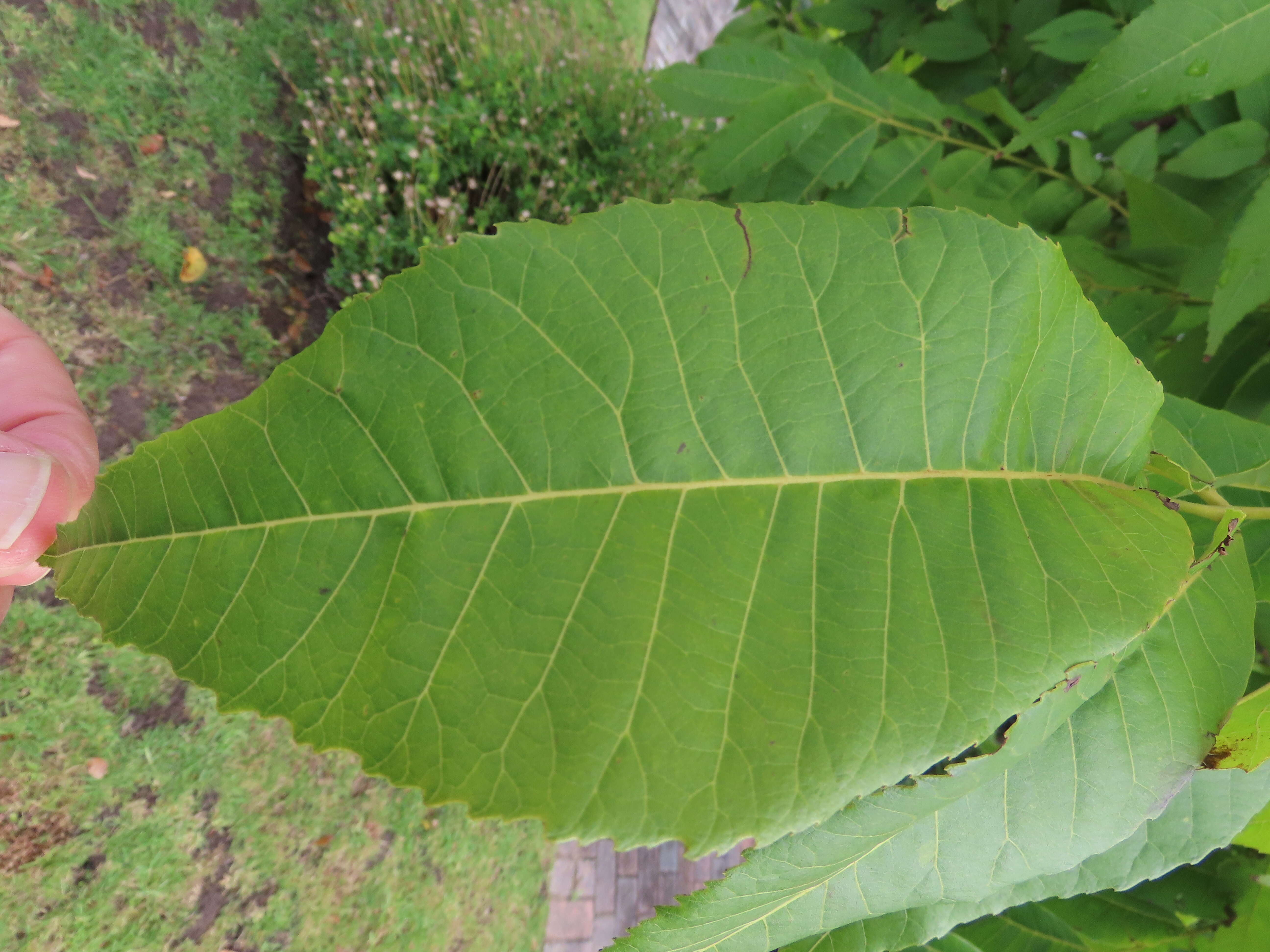 Image of Carya illinoinensis