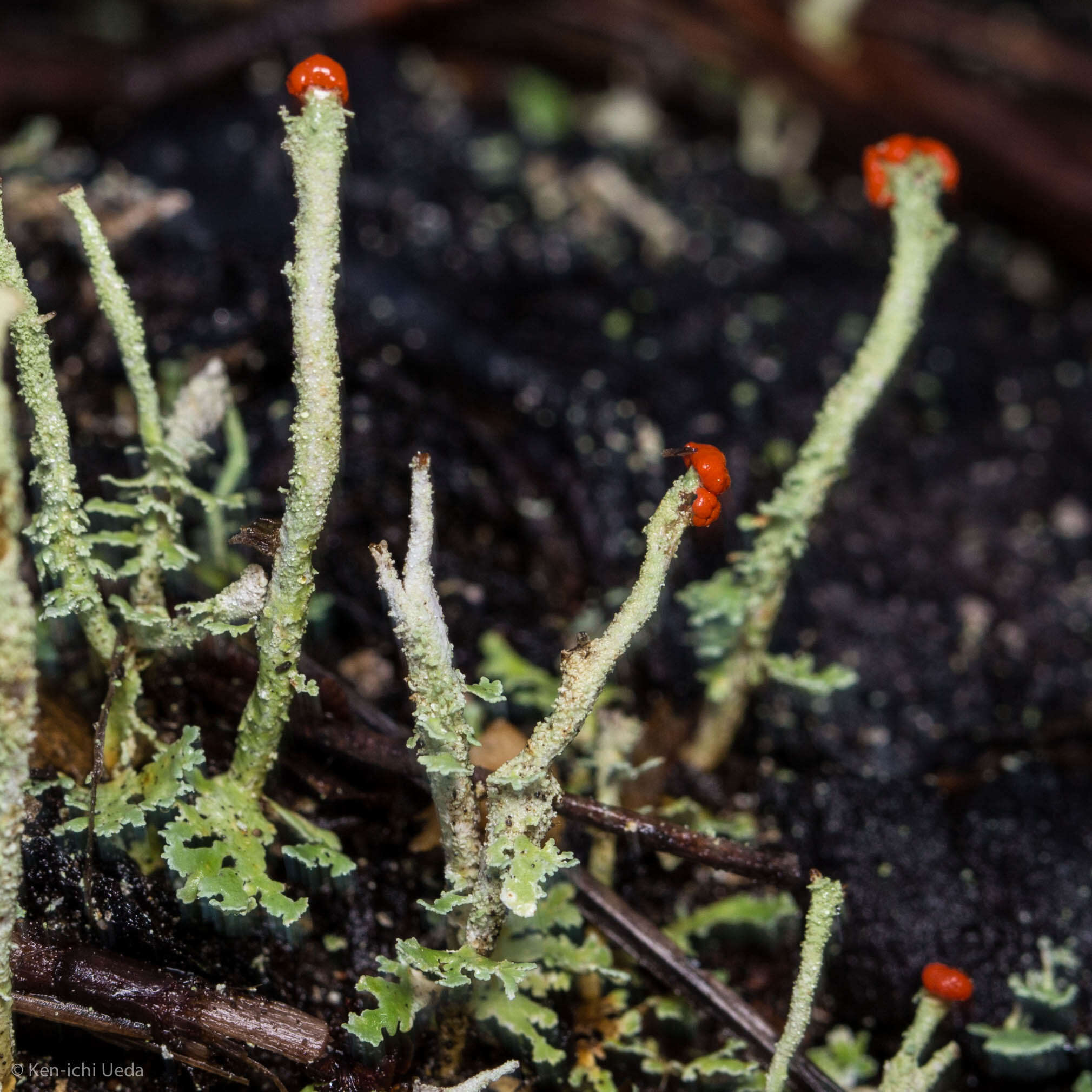 Image of Cladonia macilenta